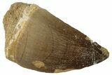 Large, Fossil Mosasaur (Prognathodon) Tooth - Morocco #262815-1